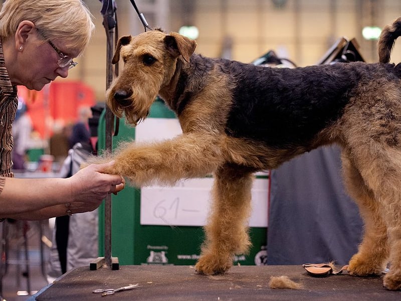 Known as the King of Terriers, due to it being the largest of the group, the Airedale Terrier originated near the River Aire in Yorkshire. There were 420 registrations last year.