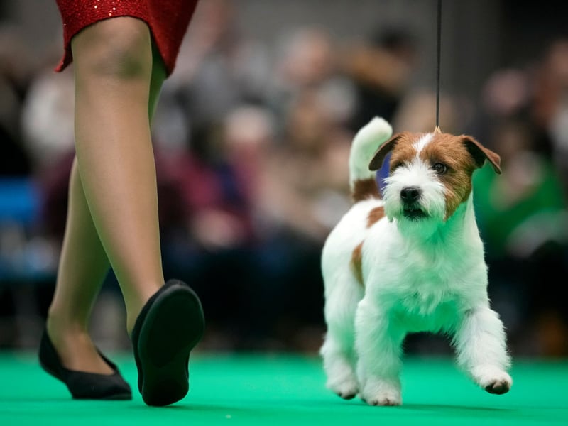 It's been a good year for the Jack Russell Terrier - named after Reverend Jack Russell. There were a total of 503 2025 registrations compared to 318 in 2024. They're now the fifth most popular terrier, having only squeezed into the top 10 last year. They were first bred in the early 19th century and used to hunt vermin.