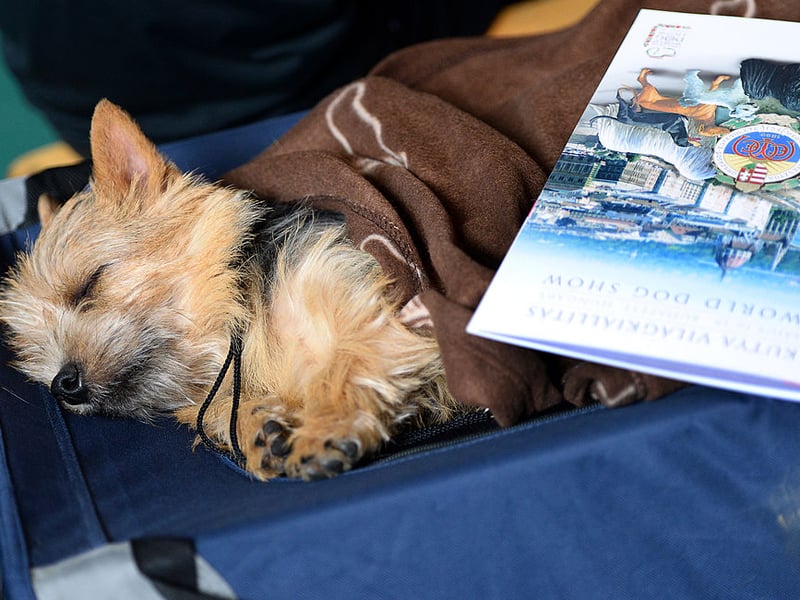 Only officially recognised as an independent breed in 1964, the Norfolk Terrier is a close cousin of the Norwich Terrier - distinguished by its folded ears. There were 365 Kennel Club registrations in 2025.