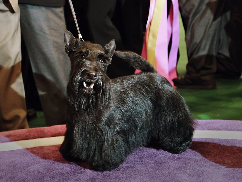 Another breed created to hunt vermin, the Scottish Terrier is also known as the Aberdeen Terrier or Scottie. The first Earl of Dumbarton nicknamed the breed 'the diehard' due to their bravery. There were 312 of these hairy heroes registered in 2025.