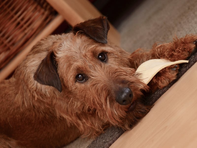 The Irish Terrier used to be one of the most popular dogs in the UK and was first recognised as a distinct breed in Dublin in 1873. It's not quite so common now, but there were still 308 registrations in 2025.