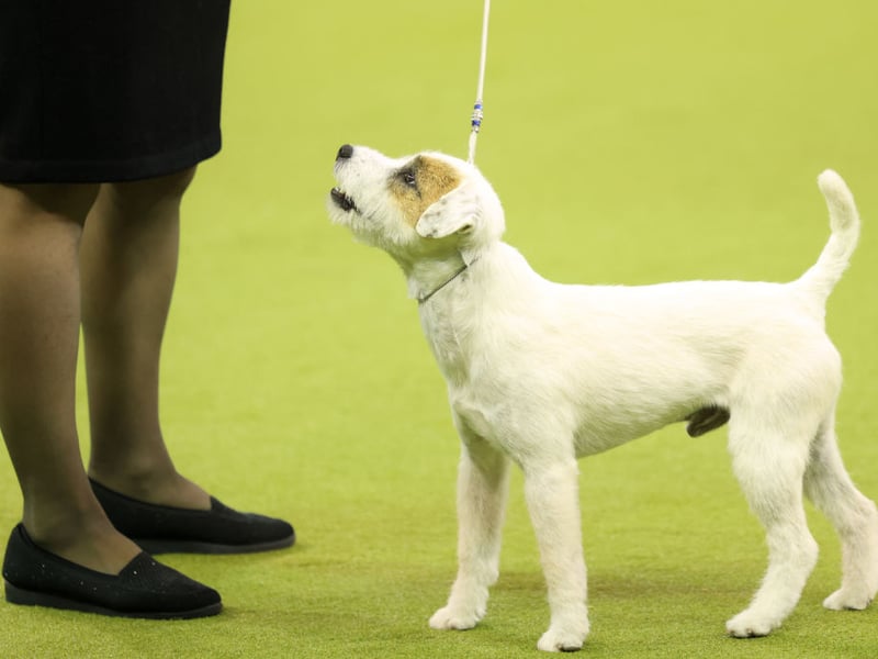 The Parson Russell Terrier was developed from the original 18th century fox terrier and is the second breeds on this list named after famous breeder Reverend Jack Russell. There were 292registrations in 2025, with this breed completing our list.
