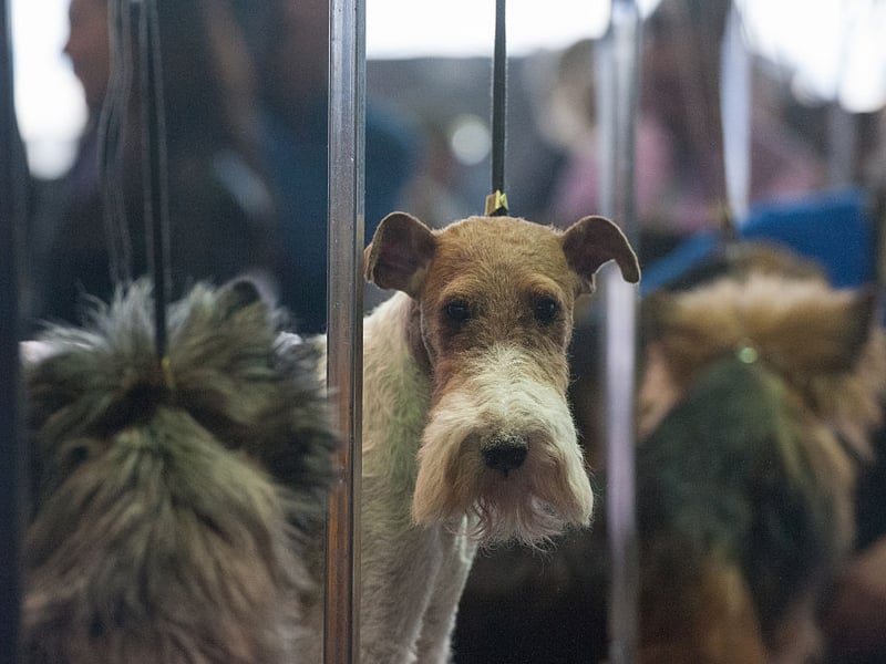 Bred to chase small game from their burrows, the Wire Fox Terrier is known for its intelligence and high energy levels. There were a total of 313 registrations in 2025, placing them just inside the top ten when it comes to popularity.