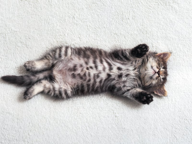 Cats are both predators and prey, so when a cat rolls onto their back to expose their belly, they’re putting themselves in a vulnerable position. This gesture is a sign of trust—they’re letting you know they feel safe and comfortable with you. This is a very common sign as Tesco Insurance’s research found that more than two-fifths (42%) of cat owners say their furry friend shows them their belly. However, while it may be tempting, most cats don't enjoy having their belly rubbed, and they often misinterpret it as threatening. Unless you’re sure your cat is one of the rare ones that enjoys it, avoid stroking their belly, as it could be seen as a betrayal of trust.
