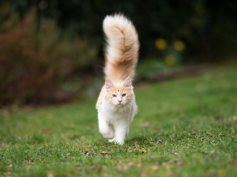 Cats use their tail positions to communicate their mood. A happy cat that is greeting you as a member of their family will hold their tail high and sometimes curved in a question mark pose. This is their way of saying “Hi, I’m friendly and happy.”
