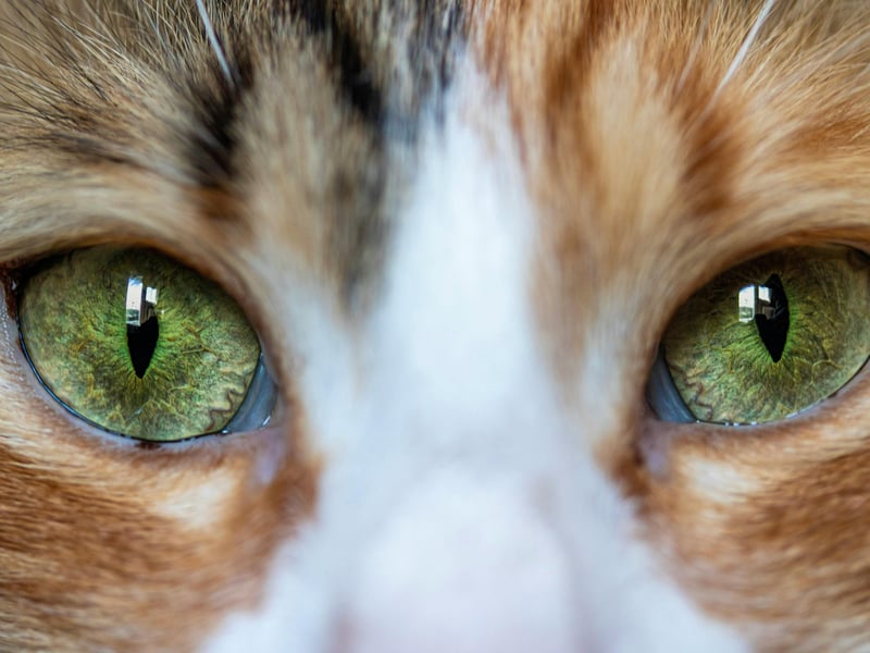 Cats often communicate with their facial expressions and eyes. If they feel they need to be on high alert, their eyes will be wide and focused. A cat with partially open, relaxed eyes is showing you that they feel content and safe in your presence. If your cat slowly blinks at you, it is an ultimate sign of trust and affection. Next time you see your cat looking your way with relaxed eyes, try slowly blinking at them and see how they respond! 
