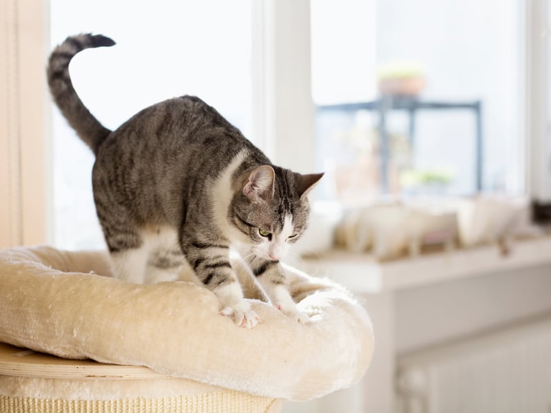 Often referred to as making bread or biscuits, kneading is a sign that you make your cat feel safe. The happier your cat is, the firmer they knead so having a soft blanket between your skin and their claws to protect yourself can be a good idea if your cat is particularly loving. Experts have theorised that the action, performed by kittens to help stimulate milk flow from their mothers, is continued into adulthood as it reminds them of feeling safe and warm.