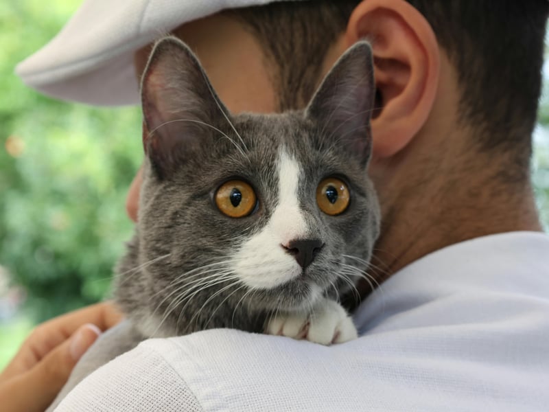 Cats living in bonded groups will greet one another by butting heads as a way of scent swapping, so a cat who does this to you is saying “hello friend”. A cat that rubs and head butts is a way of showing you that they see you as one of them.