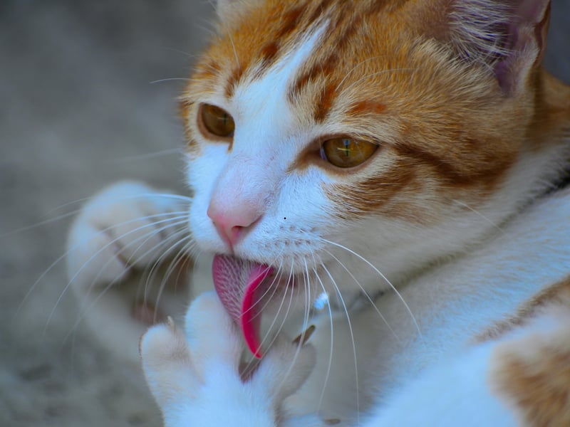 Although their tongues feel a bit peculiar, your cat grooming you is a clear sign that they consider you family. Cats are self-sufficient in terms of grooming, however bonded groups of cats will groom one another, which is known as ‘allogrooming’. This is a way for them to bond, swap scents and unify the group.