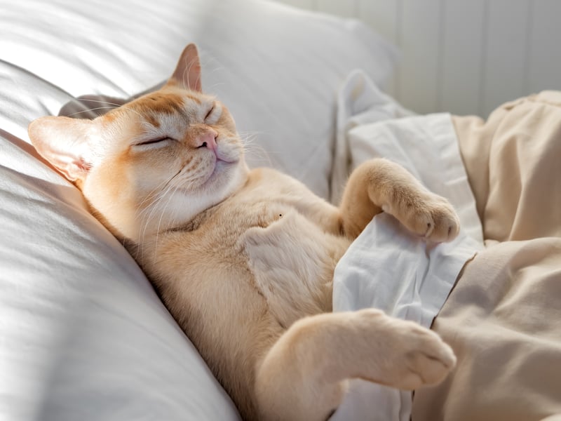 Sleeping is a cat's most vulnerable state. In the wild, they only sleep in places where they feel hidden and safe. So when a cat chooses to sleep near you—or even on you—it's their way of saying, "You make me feel secure." Any cat owner can agree that there's nothing more comforting than having a cat sleep peacefully on your lap.