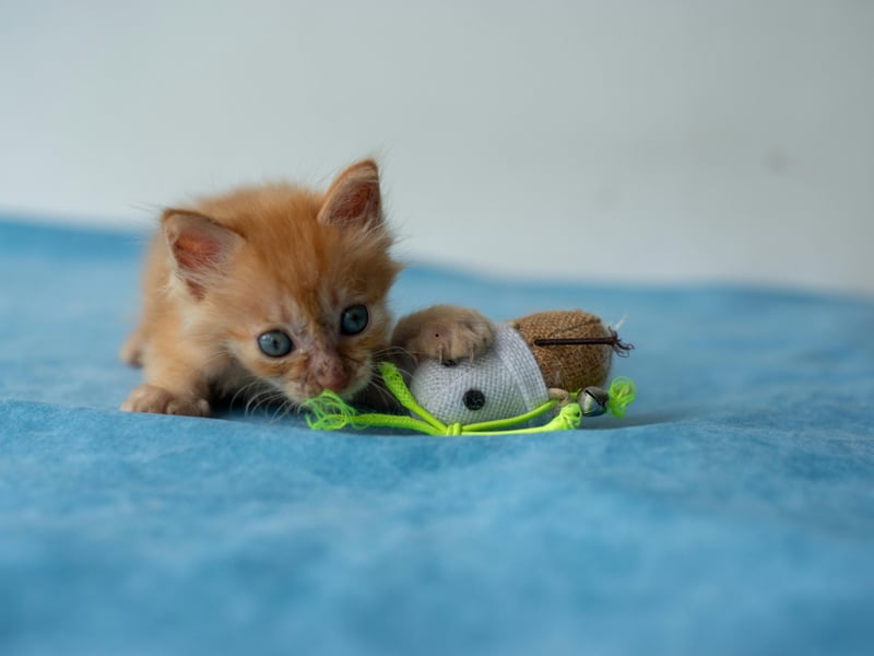 Cats are instinctively hunters; even those that live indoors will hunt their toys to satisfy these natural urges. As solitary survivalists, cats typically don’t share their catch with others (except for nursing queens). So, when your cat offers you their prey, it’s a clear sign of affection, as a quarter (24%) of cat owners have found out. They’re not only showing love but also, in a way, implying that they think you might be a bit helpless and need their help.