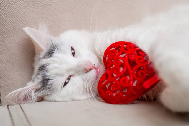 Here's ho cats tell their owner 'I love you'.