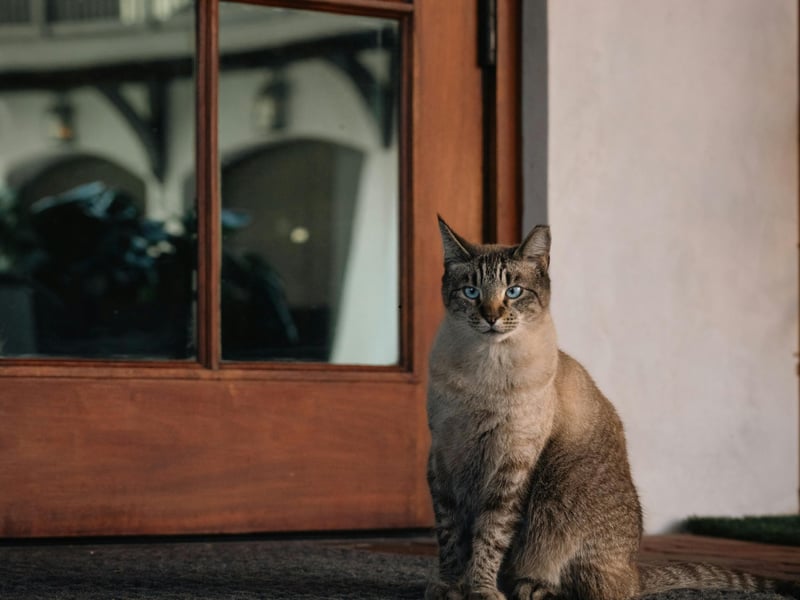 When your cat comes to welcome you home, it shows recognition and attachment. This behavior reflects excitement and affection, similar to how they would greet a trusted companion in their group.