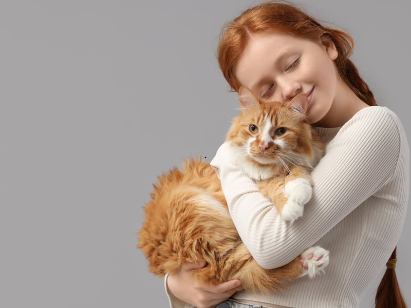 Cats only meow in a friendly manner to humans and kittens, rather than their feline counterparts who rely more on body language and scent to communicate.   A higher pitched ‘thrill’ or ‘chirrup’ is synonymous with a friendly greeting. These noises are also used by mothers communicating with kittens. The purr is another noise that can indicate happiness, but it is important to note that cats will also purr when they are in pain or stressed, as a way to self-soothe.