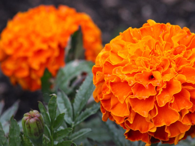 Not only does the Marigold add glorious orange and yellow flowers to a window box, it also is a natural deterrant to pest that may devour other plants. They are the bouncers of the window box world and are tremendously hardy in the face of even extreme weather.