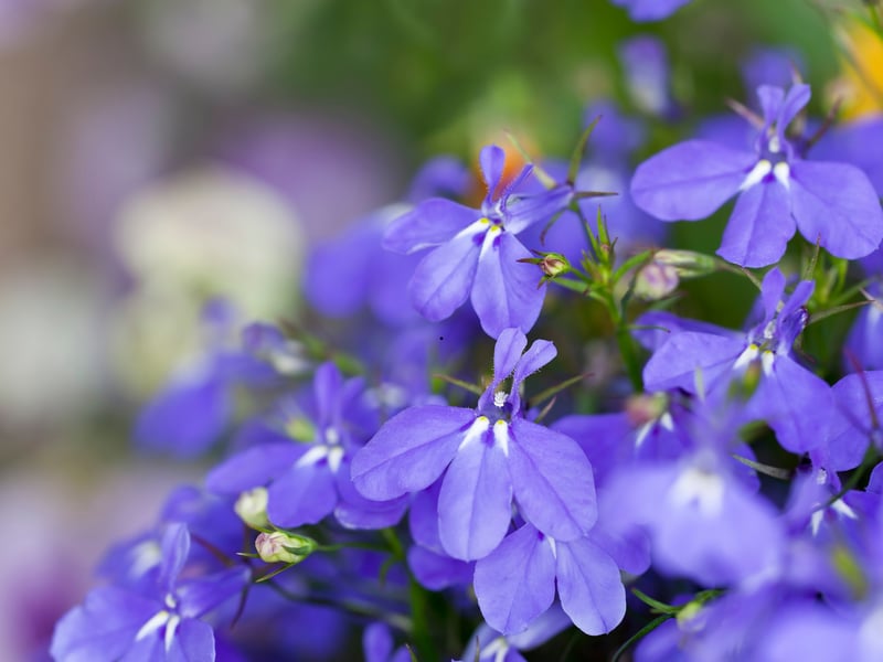 The glorious trailing Lobelia produces masses of tiny blue, white, or purple flowers and positively thrives in the cool, damp conditions otherwise known as a Scottish summer. It is ideal for softening the edges of window boxes and flowers prolifically all the way from late spring to early autumn - offering great value for money.