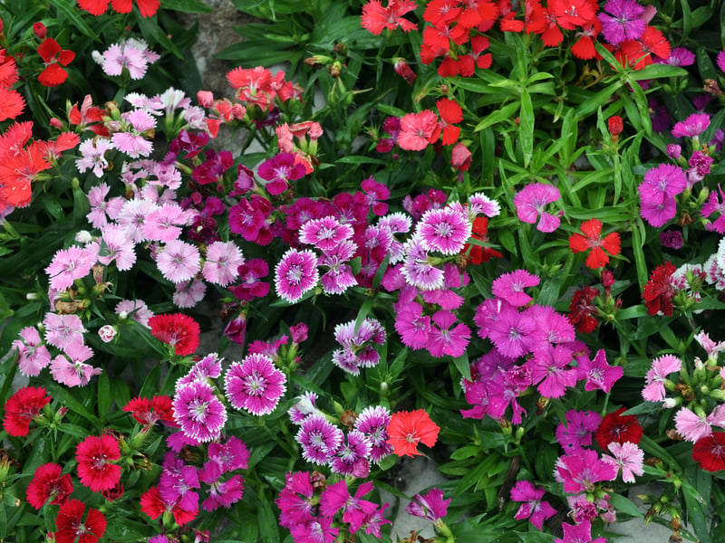 The sweet-smelling flowers of the Dianthus love cooler temperatures and well-drained soil. Dianthus varieties like 'pinks' offer a traditional cottage garden feel perfect for Scottish window boxes