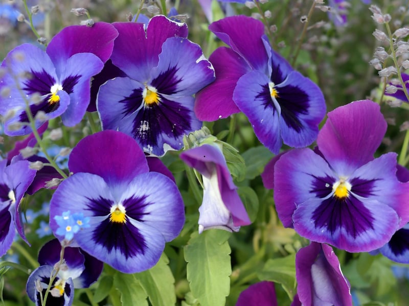 From the same group of plants as the Viola, but with larger flowers, Pansies come in a wide range of colours and are equally resiliant making them a great choice for Scottish window boxes. Perfect for cooler climates, pansies provide bold, colorful blooms through spring and autumn.