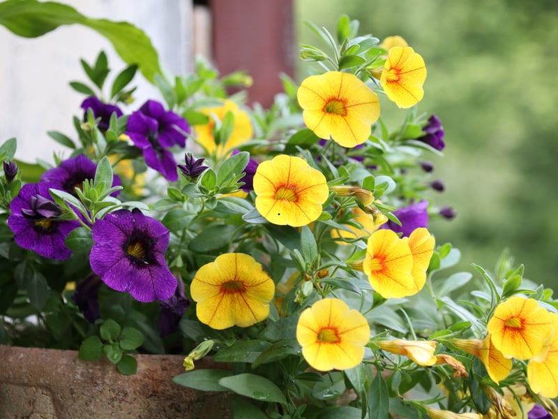 The Calibrachoa, often known as Million Bells, resembles miniature petunias and comes in a variety of colours, including yellow, red and purple. It’s ideal for trailing over window boxes, offering months of bright, cheerful color with minimal fuss.