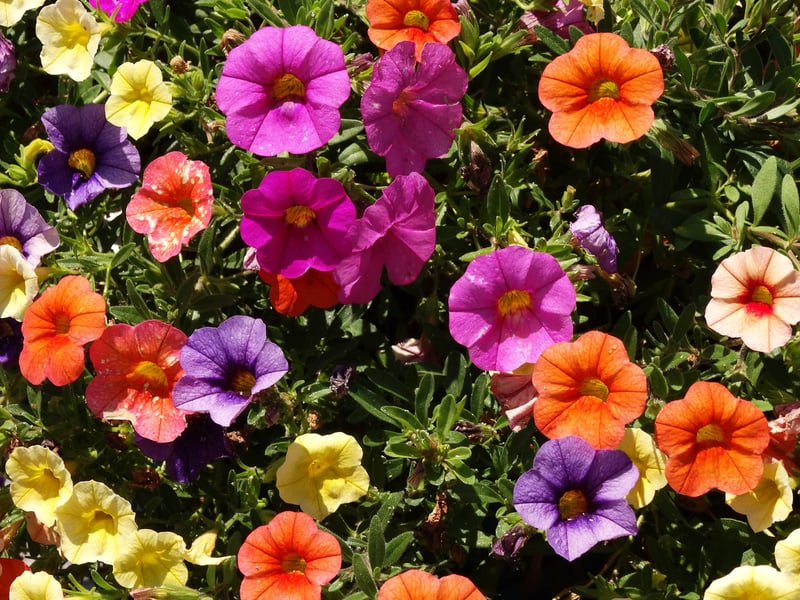 With their bold and distinctive trumpet-shaped flowers, petunias offer a striking display in window boxes (or hanging baskets). They need regular deadheading to maximise the number of flowers produces and aren't massive fans of heavy rain (neither are we), but their vibrant colors will always brighten the view from your window.