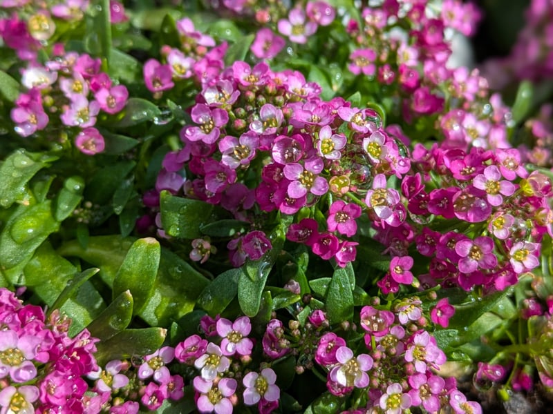 Low-growing and fragrant, sweet alyssum produces masses of tiny white, pink, or purple blooms. It happily grows and flowers in cooler summers and can cascade prettily over window box edges.