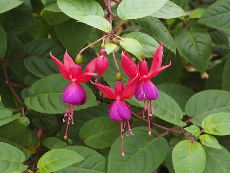 The surprisingly exotic-looking Fuchsia positively loves Scotland’s cooler summers and are happy to live in partial shade. Their elegant, dangling flowers come in pinks, purples, and whites, adding a romantic and dramatic touch to windowledge displays.