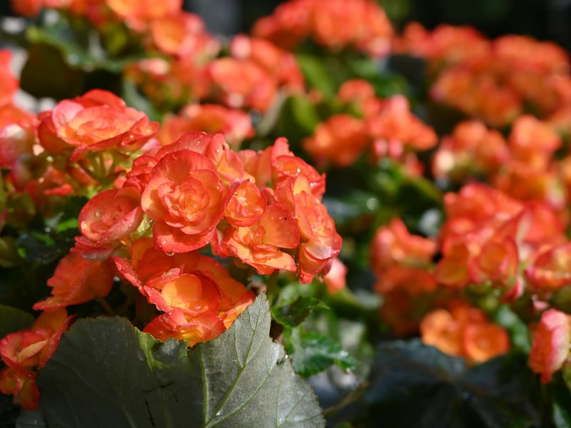 Tuberous begonias produce large, ruffled blooms in a rainbow of bright and cheery shades. They tolerate the long periods without sunshine common to the Scottish climate and provide colour outside your windown even when skies are overcast. They perform best in partial shade and flower all summer.
