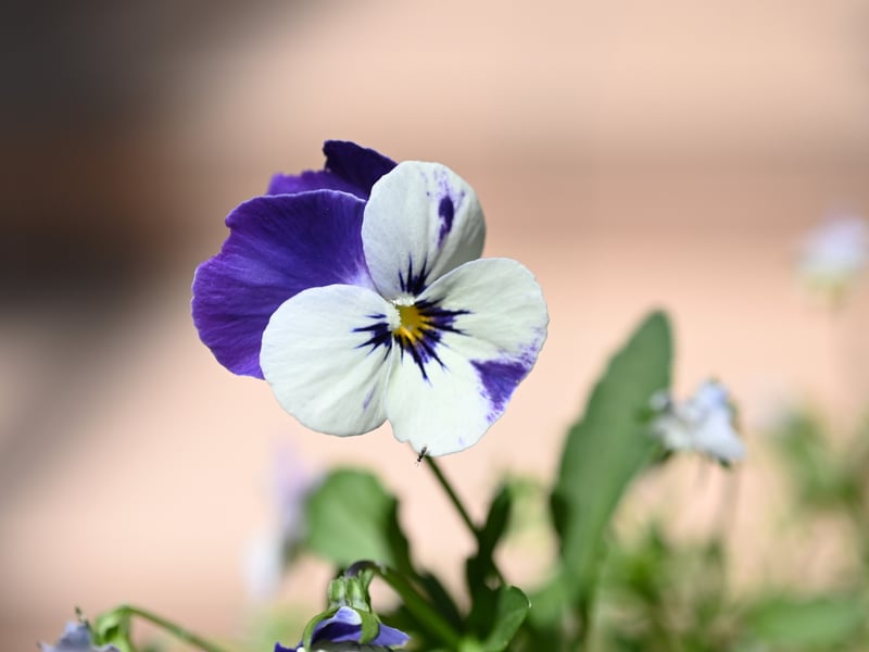 Hardy and cheerful, violas bloom for months even in the notoriously-fickle Scottish weather. They tolerate partial shade and bring vivid splashes of purple, yellow, and blue to any window box.
