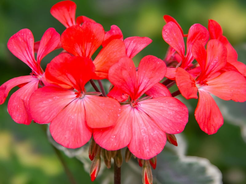 Often (mistakenly) refered to as Geraniums, Pelargoniums offer vibrant summer color and will flower even in breezy, coastal Scottish conditions. Their drought-tolerance also helps during unexpected dry spells, while their upright or trailing forms suit any window box.