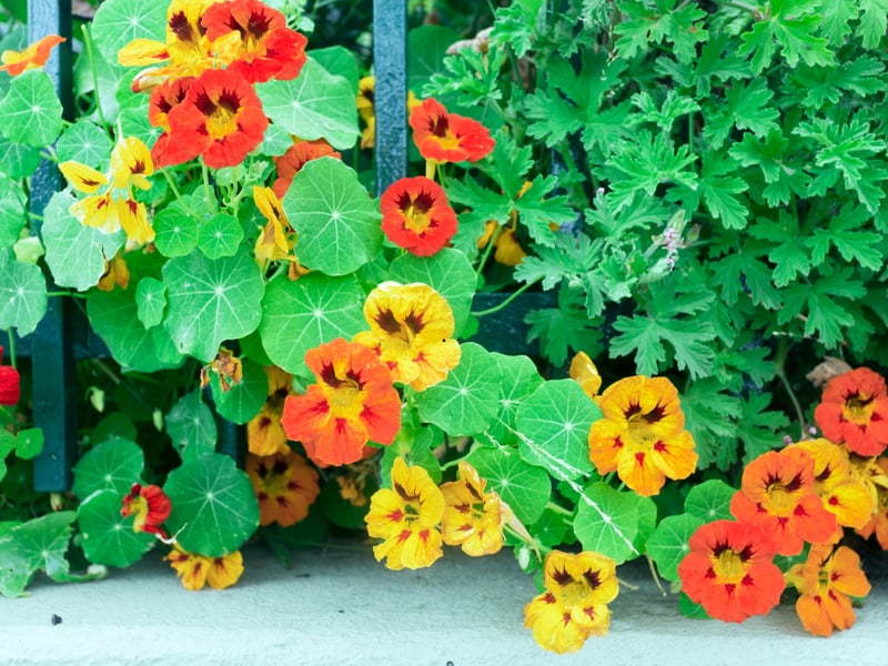 Resilient and incredibly fast-growing, nasturtiums are a perfect plant for Scotland’s cool climate. Their vibrant orange, red, and yellow flowers are eye-catching. As a bonus you can add the leaves and flowers to a salad - a homegrown treat you can pick from your window box.
