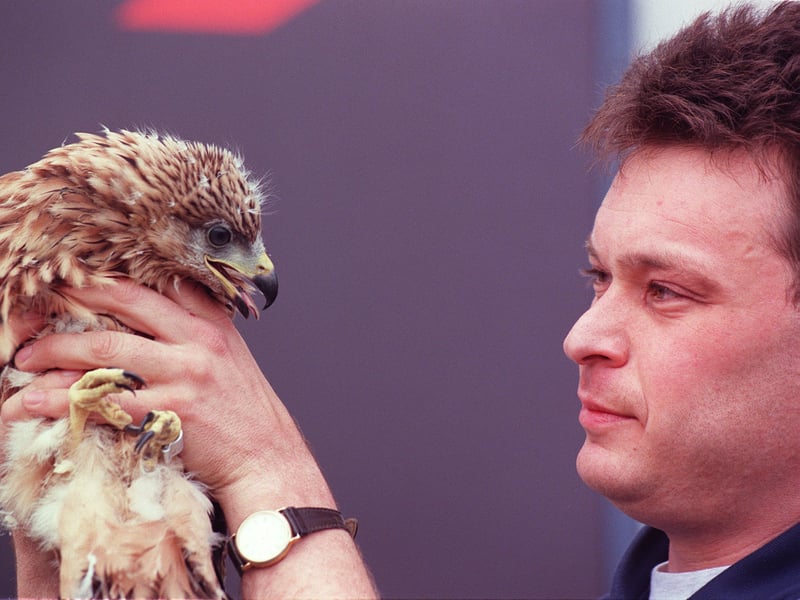 Duncan Orr-Ewing, of the RSPB, pictured with a red kite chick which had just arrived at Glasgow Airport in June 1996