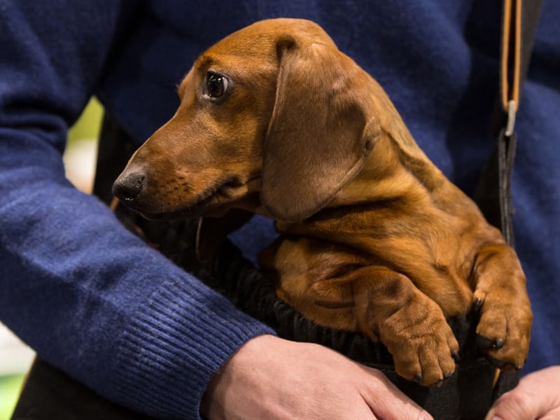 Dachshunds have been soaring in popularity in recent years. The miniature smooth haired variety of the sausage dog is the fourth favourite UK breed - with 8,908 registrations in 2024. The dog was originally bred to hunt small burrowing animals like rabbits.