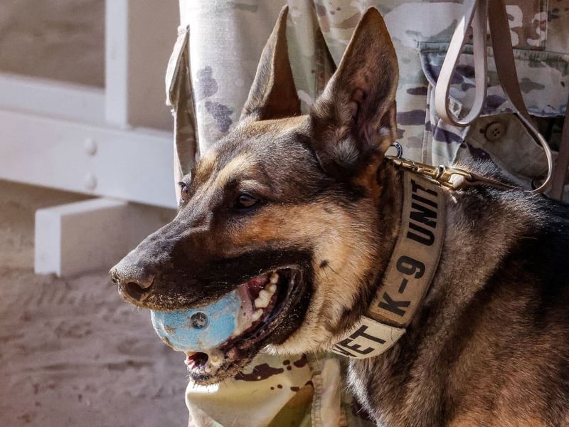One of the world's most useful dogs, the German Shepherd was originally bred as a herding dog but now is popular for everything from disability assistance and search-and-rescue work, to helping the police hunt criminals and serving in the army. They are also popular companion pets, with 4,278 registrations in 2025.