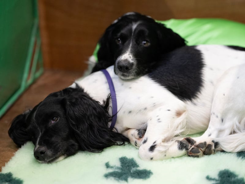 There were 5,845 new English Springer Spaniels registered with the Kennel Club in 2025, making them the sixth most popular dog - and the fourth most popular breed in the gundog group. They get their name from the fact that hunters used them to 'spring' birds out of their hiding places.