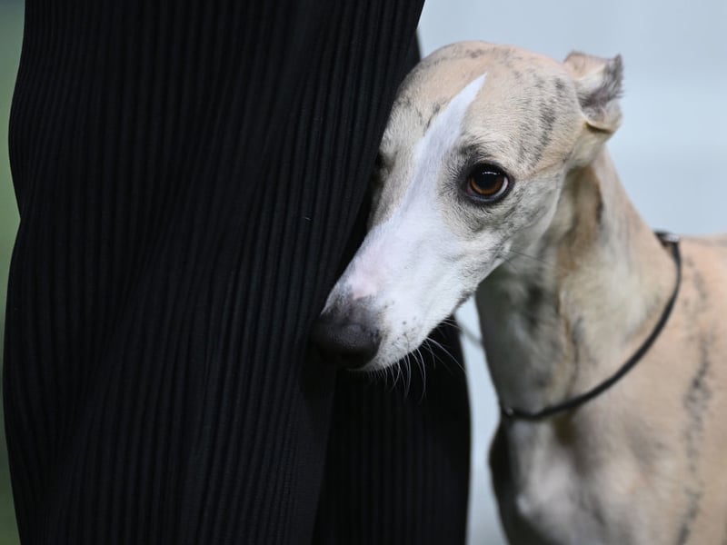Closely resembling the Greyhound, the Whippet is slightly smaller - although not as small as the Italian Greyhound. They were first bred in Britain and are thought to have the highest acceleration of any dog breed. There were 3,218 Whippets registered by the Royal Kennel Club in 2025.