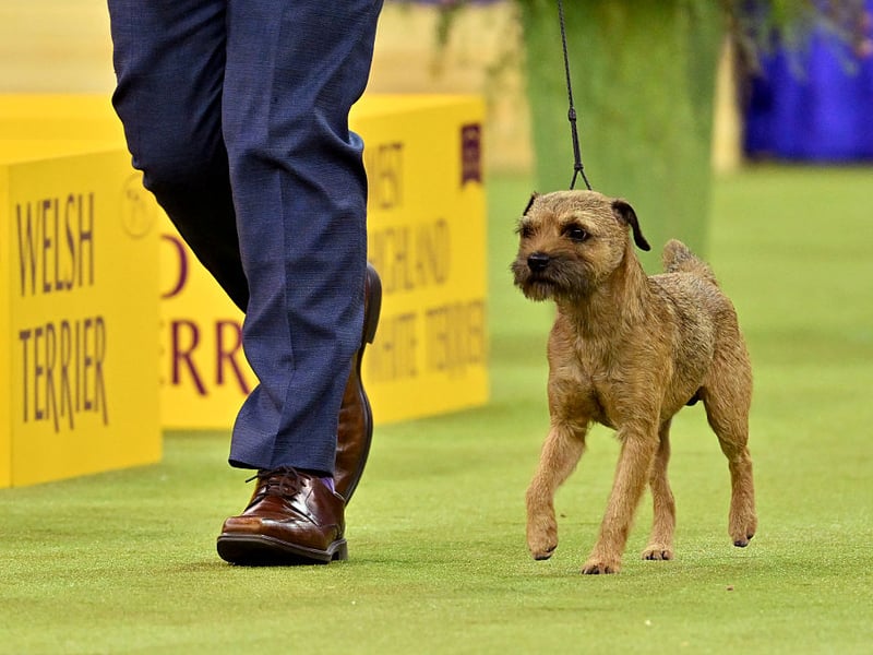 Named after the Scotland-England border where it originated, the plucky Border Terrier had 3,181 Kennel Club registrations in 2025, making it the second most popular Terrier in the UK.