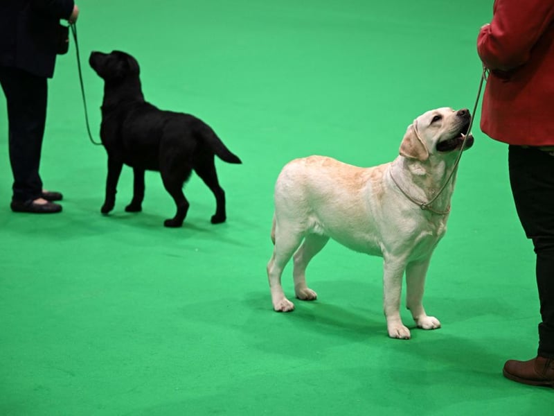 They are the world's most popular dog and the Labrador Retriever remains the most commonly registered breed in the UK by quite some distance. Breeds like the French Bulldog have challenged the Lab's dominance in the last decade, but they didn't come close last year. There were a huge 29,919 new Labradors registered with the Royal Kennel Club last year.