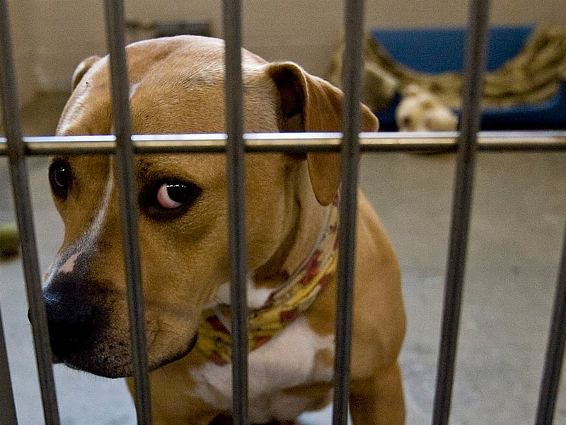 There were 5,375 Kennel Club registrations of affectionate Staffy dogs last year. A breed created by crossing Bulldogs with Terriers, they were were first recognised as a purebred dog breed by The Kennel Club in 1935.