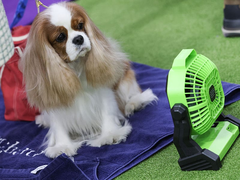 The gorgeous Cavalier King Charles Spaniel takes the top spot when it comes to the most popular toy dog breed - with 3,224 Kennel Club registrations in 2025 putting it in overall 10th spot - up from 14th in 2024. Its name comes from it being bred to recreate Charles II's spaniel of the English Civil War period, when supporters of the king were known as Cavaliers.