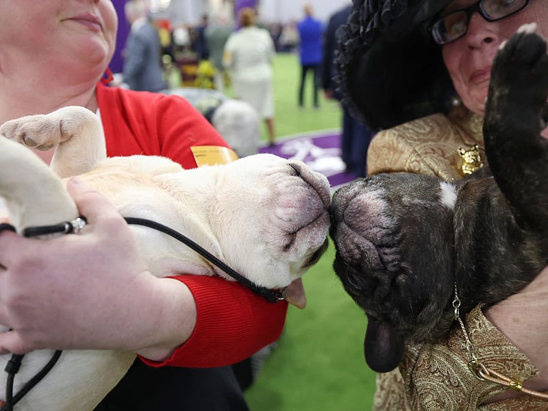As recently as three years ago the French Bulldog was challenging the Labrador for the title of Britain's favourite dog - often appearing in second place. It lagged well behind in 2025 though, with 7,750 registrations putting the adorable breed in fifth place.