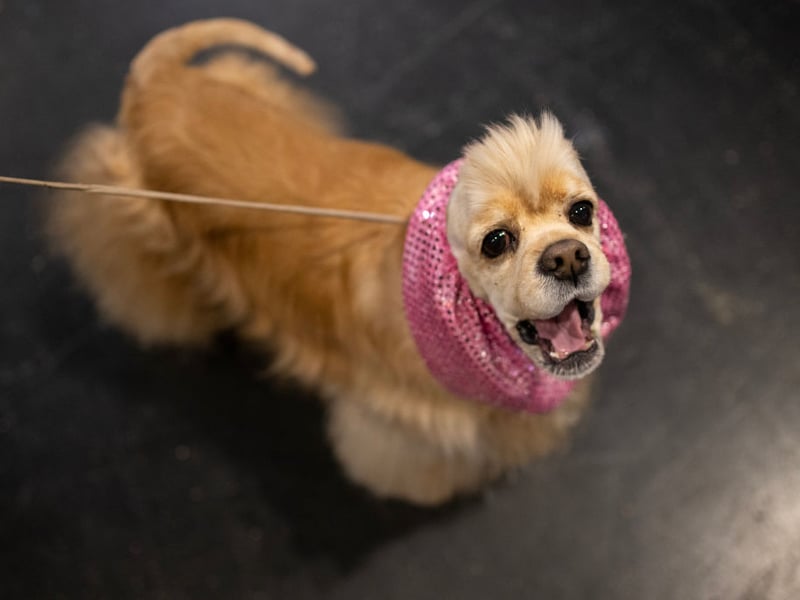 Second spot when it comes to the most popular dogs goes to the Cocker Spaniel. Originally bred as a hunting dog they get their name from the fact they used to specialise in hunting woodcock. There were 21,618 registered with the Kennel Club in 2025.
