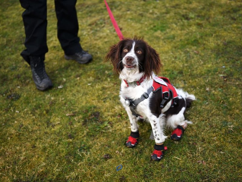 There were 5,845 new Springer Spaniels registered with the Kennel Club in 2024, making them the fourth most popular gundog. They get their name from the fact that hunters used them to 'spring' birds out of their hiding places.