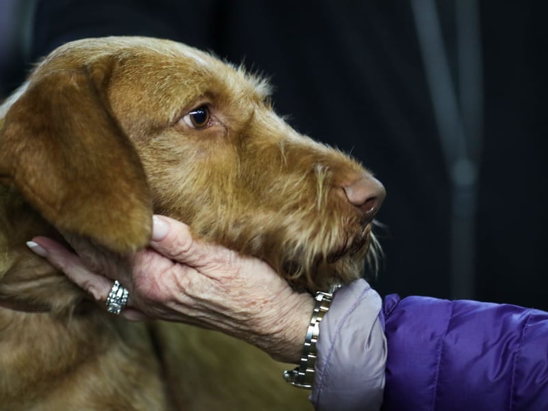 Just missing out on a spot in the top 10, with 334Kennel Cub registrations last year, is the Hungarian Wirehair Vizsla. It was developed in the 1930s to produce a Vizsla with a heavier coat, better suited for working in cold weather and retrieving from icy water.