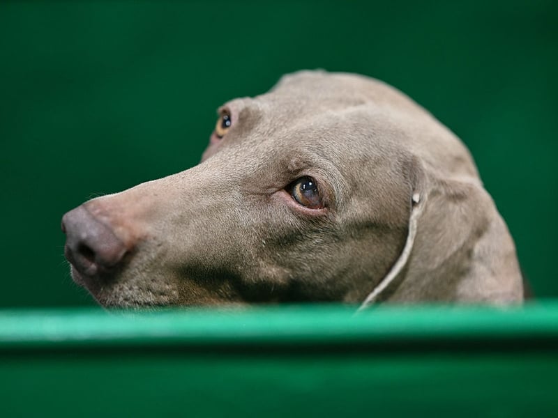 Originating around the German city of Weimar, the Weimaraner was first recognised as a breed in 1891. There were 545 registrations of the breed with the Kennel Club in 2025 - seeing it rise a place since last year.