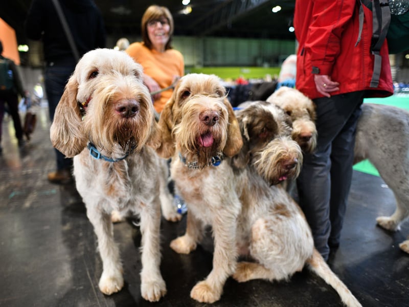 A more unusual breed of gundog that has grown in popularity in recent years is the Italian Spinone which, with 339 registration in 2025 is making its top 10 debut. Used in Italy for tracking and retrieving game, the breeds origins are shrouded in mystery.