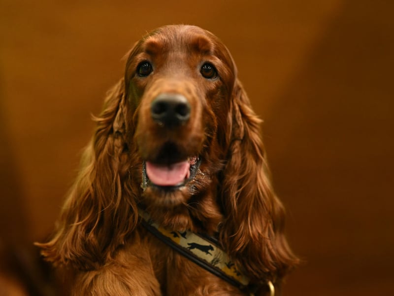 The Kennel Club has 480 new Red Setter registrations last year. Wonderful family pets, they get on particularly well with children.