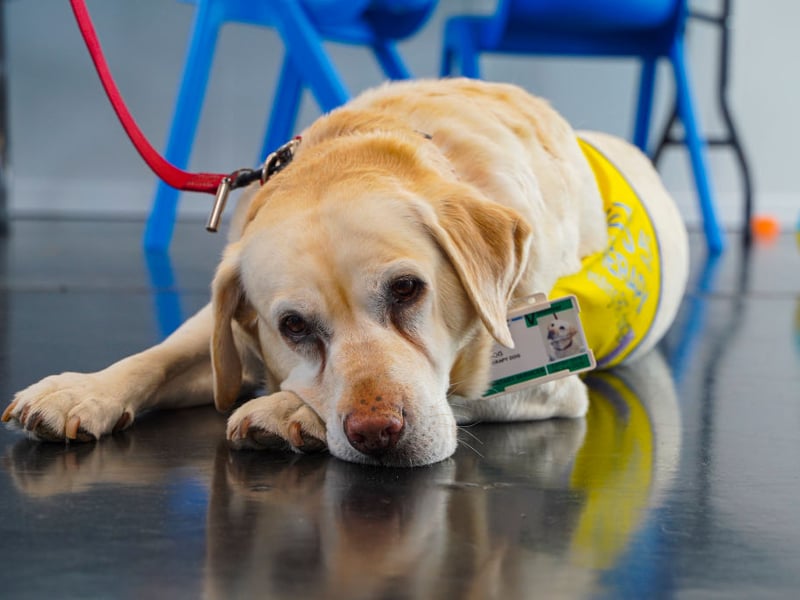 They are the world's most popular dog and the Labrador Retriever remains the most commonly registered breed in the UK by quite some distance - and the top gundog. There were a huge 29, 919 new Labrador arrivals last year, slightly down on 2024.