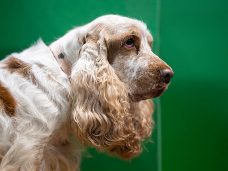 Second spot when it comes to the most popular gundogs goes to the Cocker Spaniel. Originally bred as a hunting dog they get their name from the fact they used to specialise in hunting woodcock. There were 21,618 registered with the Royal Kennel Club in 2025.