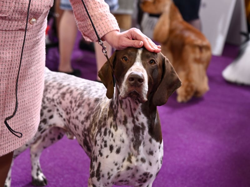 Named after its instinct to 'point' its muzzle towards game, there were 947 new registrations of German Shorthaired Pointers last year. They originated in 19th century Germany and are descended from the now-extinct Old Spanish Pointer.