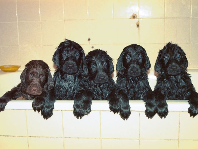 With a total of 766 registrations in 2025, the Flat-Coated Retriever is the seventh most popular gundog in the UK. They originated in mid-19th century England and were a particular favourite of gamekeepers. 